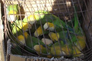Cotorras decoloradas(1)