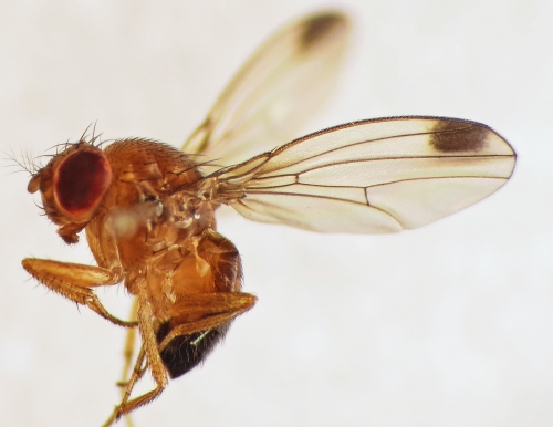 Alerta por la aparición de una nueva plaga en frutales 1 Drosophila_suzukii_male_
