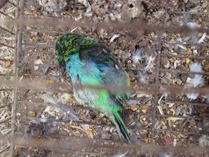 Saira arcoiris muerto
