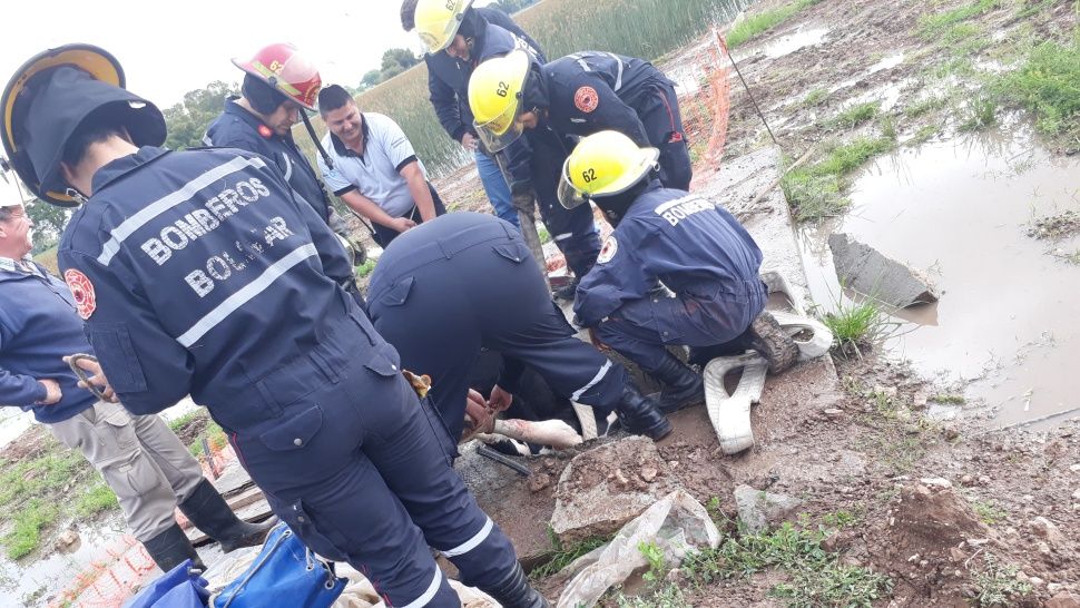Operación rescate: una vaca se cayó en un pozo de 4 metros y salió ilesa 1 vaca rescatada1