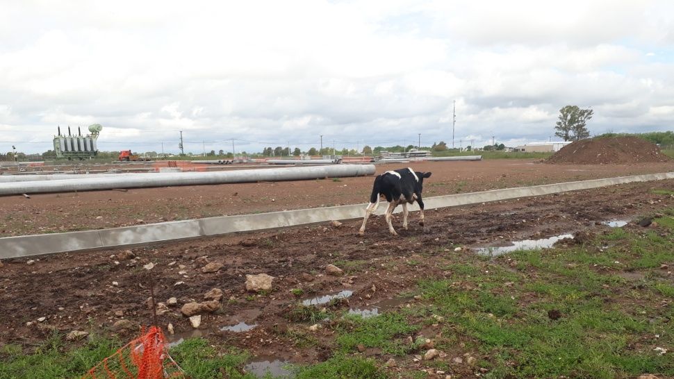 Operación rescate: una vaca se cayó en un pozo de 4 metros y salió ilesa 6 vaca rescatada5