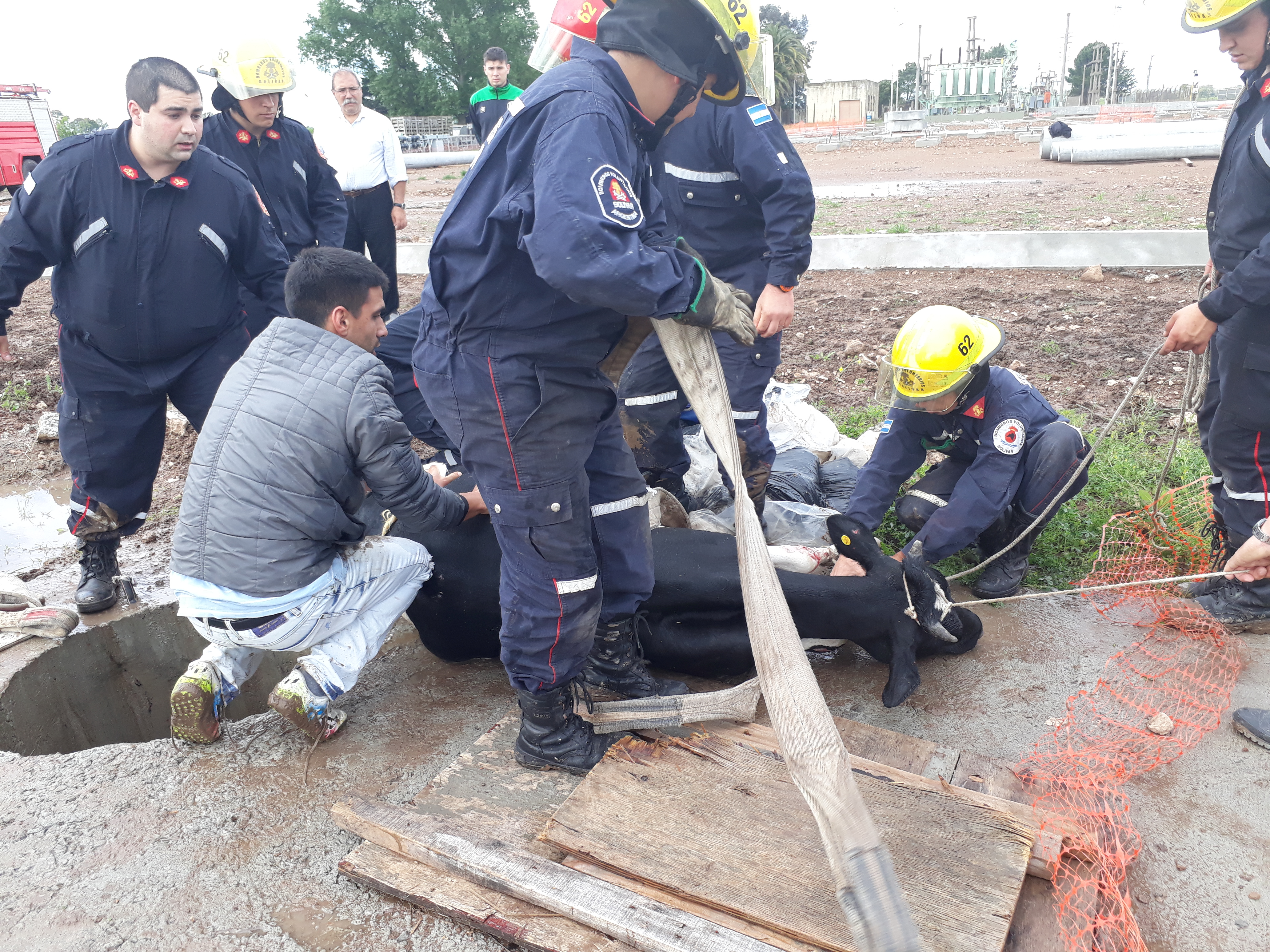 Operación rescate: una vaca se cayó en un pozo de 4 metros y salió ilesa 5 vaca rescatada