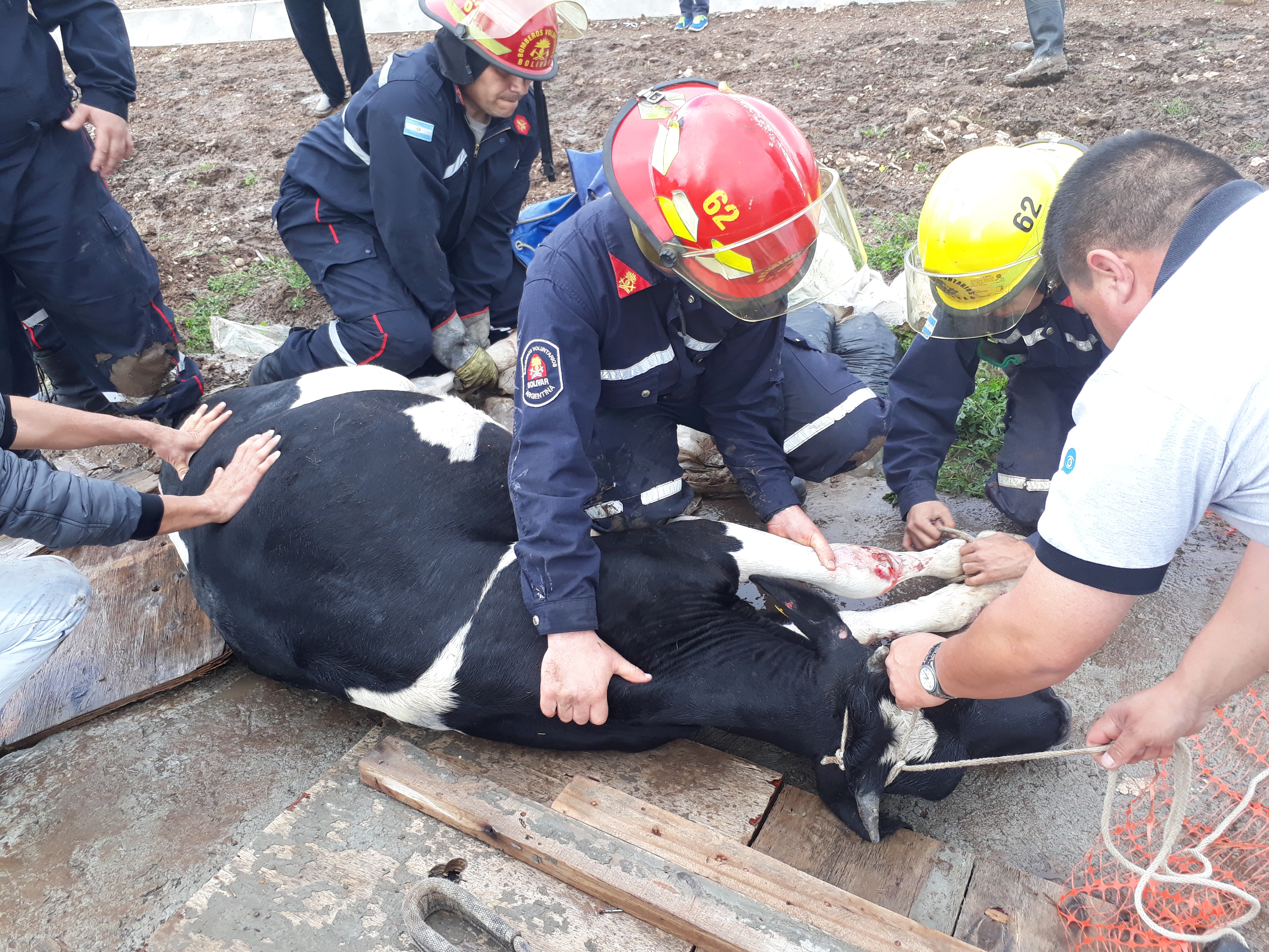 Operación rescate: una vaca se cayó en un pozo de 4 metros y salió ilesa 4 vaca rescatada
