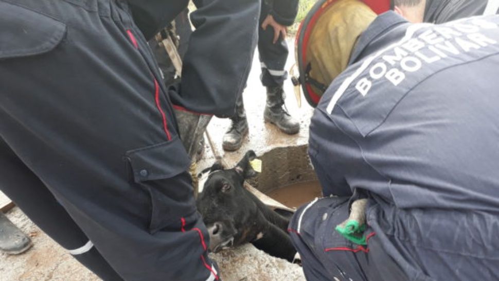 Operación rescate: una vaca se cayó en un pozo de 4 metros y salió ilesa 3 vacarescat
