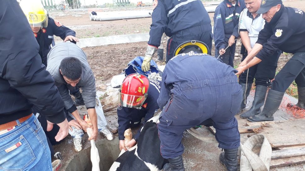 Operación rescate: una vaca se cayó en un pozo de 4 metros y salió ilesa 2 vacarescatada2