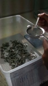 Paso a paso: cómo es la cría de gusanos para producir seda en el hogar 3 IMG_3385