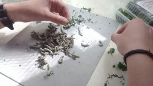 Paso a paso: cómo es la cría de gusanos para producir seda en el hogar 4 gusanos seda