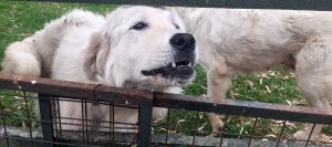 Perros que protegen al ganado: la práctica de la Patagonia que está llegando a Buenos Aires 1 perros ovejas
