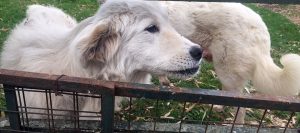 Perros que protegen al ganado: la práctica de la Patagonia que está llegando a Buenos Aires 2 IMG_4183