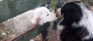 Perros que protegen al ganado: la práctica de la Patagonia que está llegando a Buenos Aires 3 perros ovejas