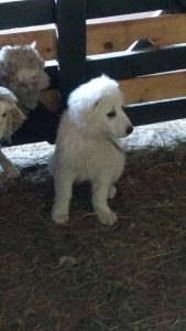 Perros que protegen al ganado: la práctica de la Patagonia que está llegando a Buenos Aires 5 perros ovejas