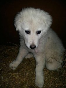 Perros que protegen al ganado: la práctica de la Patagonia que está llegando a Buenos Aires 4 perros ovejas