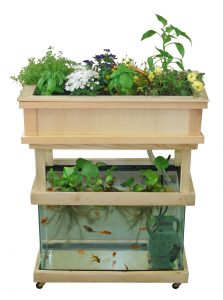 acuaponia2