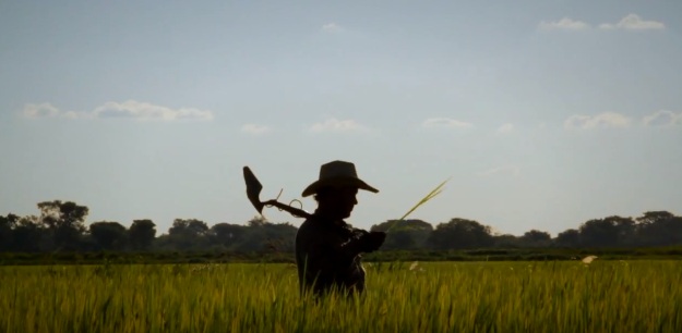 Cómo es la producción de arroz y pacú, una tendencia que crece en el NEA 3 arroz pacu 22