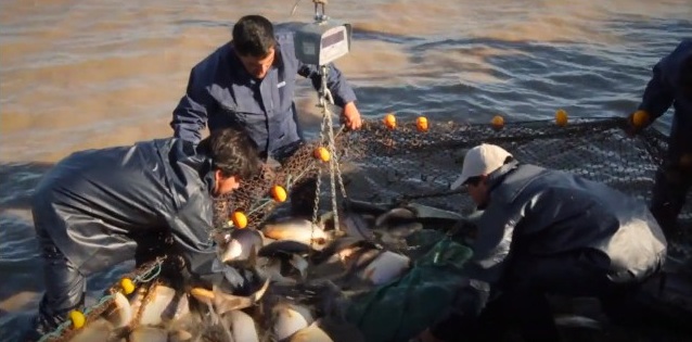 Cómo es la producción de arroz y pacú, una tendencia que crece en el NEA 4 arroz pacu 3