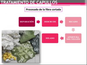 Paso a paso: cómo es la cría de gusanos para producir seda en el hogar 11 cuadro capullos