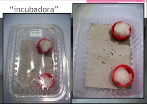 Paso a paso: cómo es la cría de gusanos para producir seda en el hogar 1 incubacion gusanos