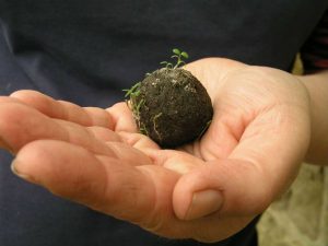 La nueva arma ambiental: bombas de semillas 1 bomas1