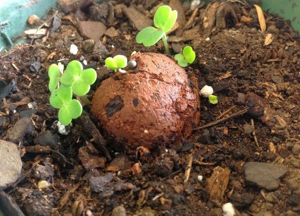 La nueva arma ambiental: bombas de semillas 4 bomba5