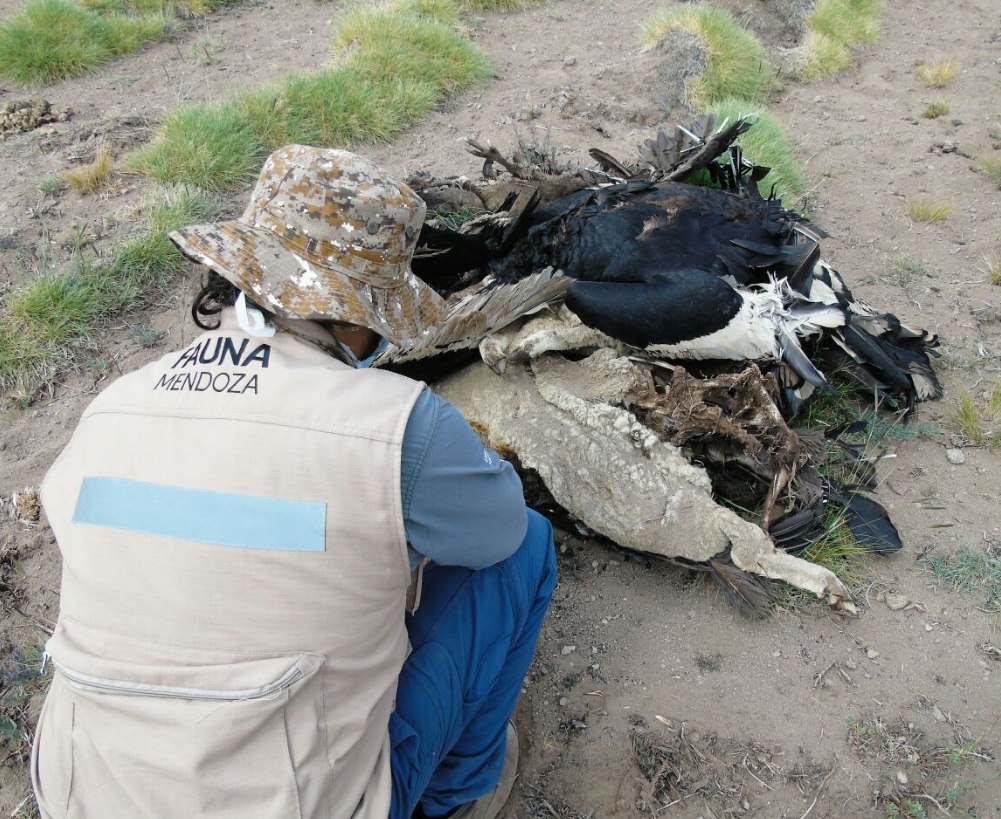 Conmoción en Mendoza por la muerte de 36 cóndores y un puma: se investigan las causas 2 condor2