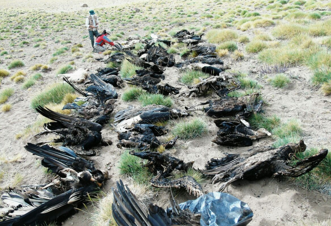 Conmoción en Mendoza por la muerte de 36 cóndores y un puma: se investigan las causas 1 condor3