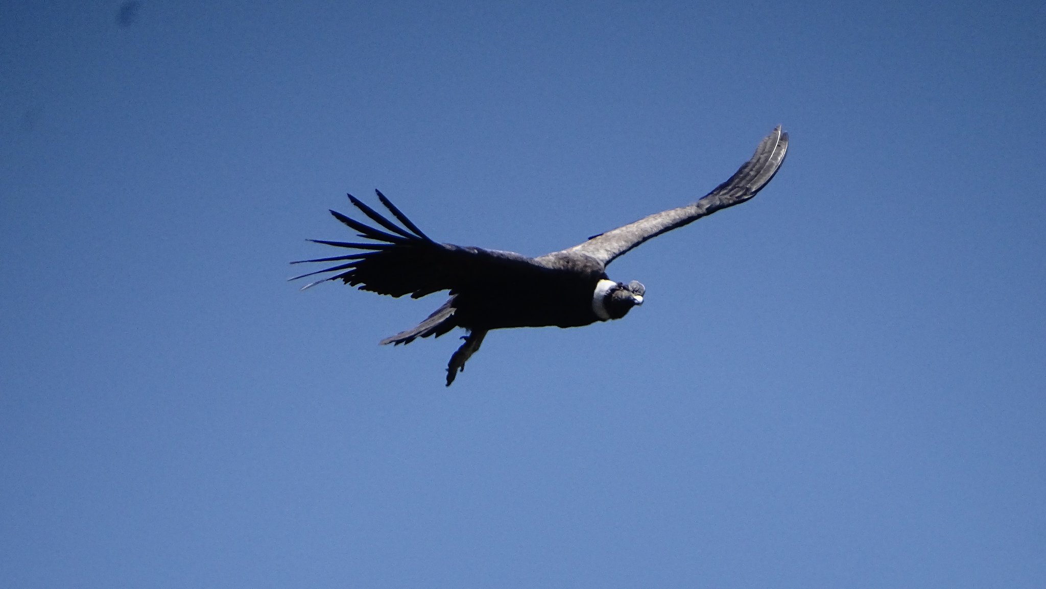 Un detenido y un prófugo en Mendoza por el caso de la muerte de los cóndores 1 condor4