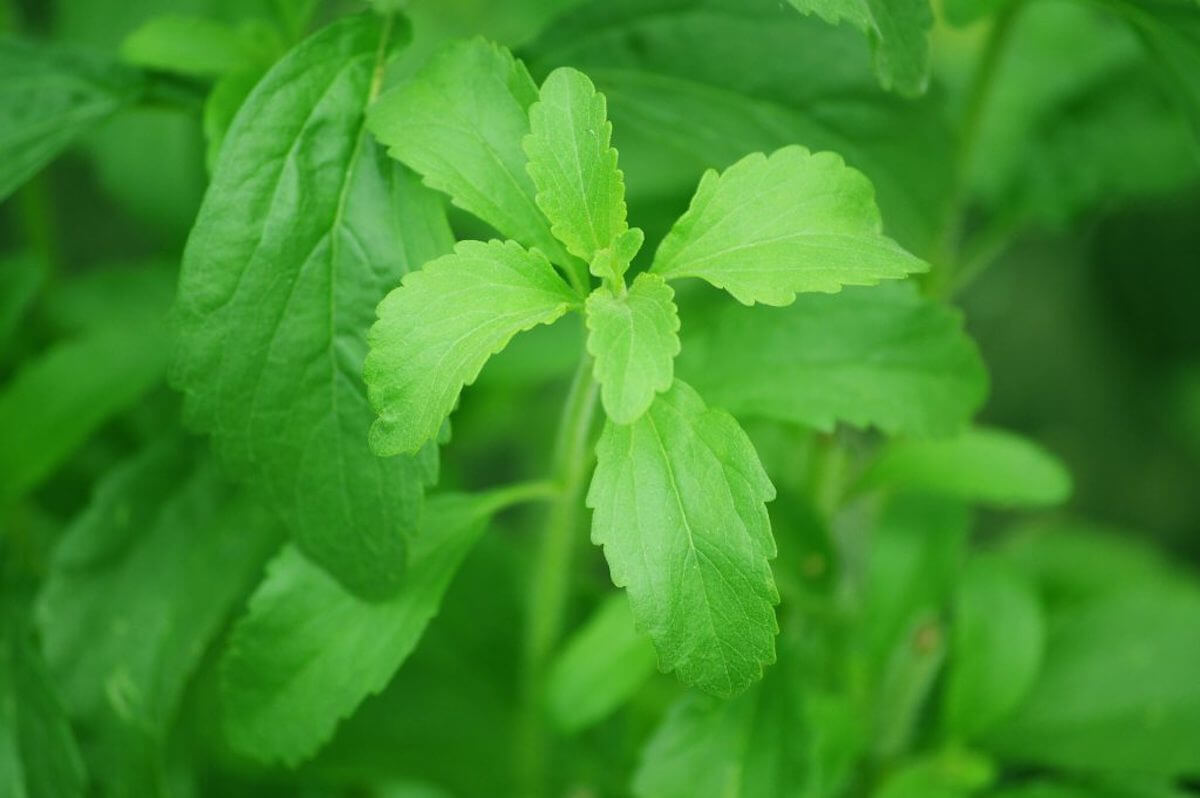 stevia Beneficios de la stevia