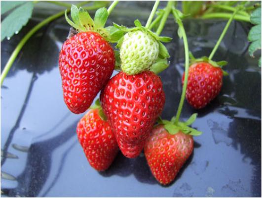 fruti6