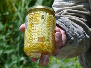De la colmena a la mesa: una alternativa para darle valor agregado a la miel 1 mielsj1