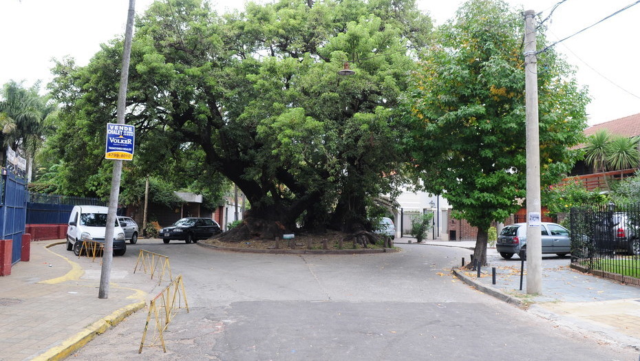 Derribaron un ombú de 500 años en Vicente López: vecinos indignados 1 ombu1