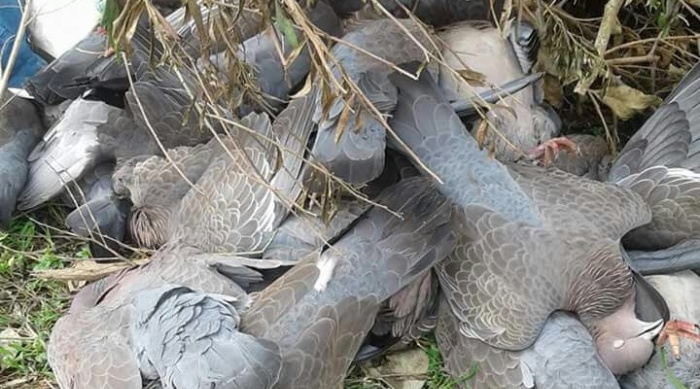 Aparecieron caballos y pájaros muertos en un campo de soja y piden que lo clausuren 1 pajaros