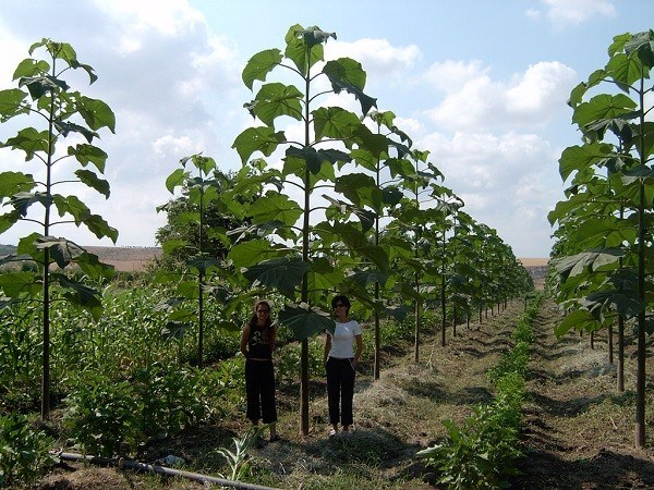 Plantar Paulownias garantiza una producción rentable y aporta al cuidado del medio ambiente 1 paulo1