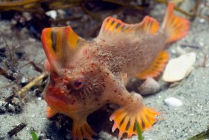 Hallaron peces que "caminan" en el sudeste de Tasmania 1 pecespatas1