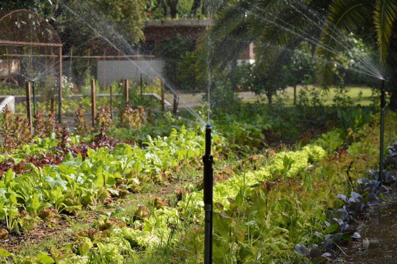 Cómo es el riego en la huerta de la Quinta de Olivos 1 riegoolivos3