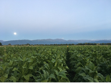 Tormenta y granizo, la destrucción de la producción tabacalera en Salta 1 tabaco2