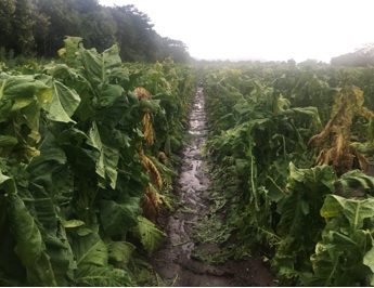 Tormenta y granizo, la destrucción de la producción tabacalera en Salta 4 tabaco3