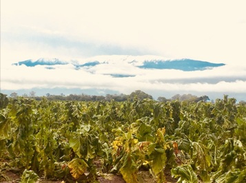 Tormenta y granizo, la destrucción de la producción tabacalera en Salta 2 tabaco5