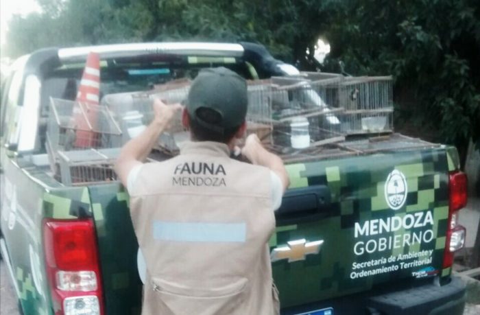 Gracias a un operativo, rescataron aves silvestres en Luján de Cuyo 1 fauna mendoza