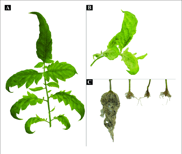 Descubren un nuevo virus que afecta el rendimiento del tomate 1 toalcv