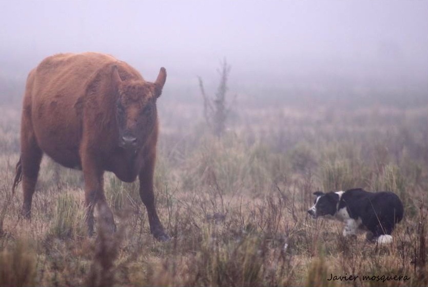 Se observa como el perro presiona , a la distancia correcta, al vacuno que se separó del resto para que se una al grupo