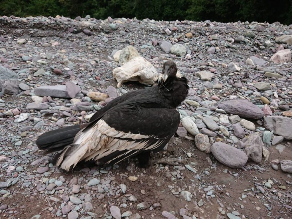 condor herido
