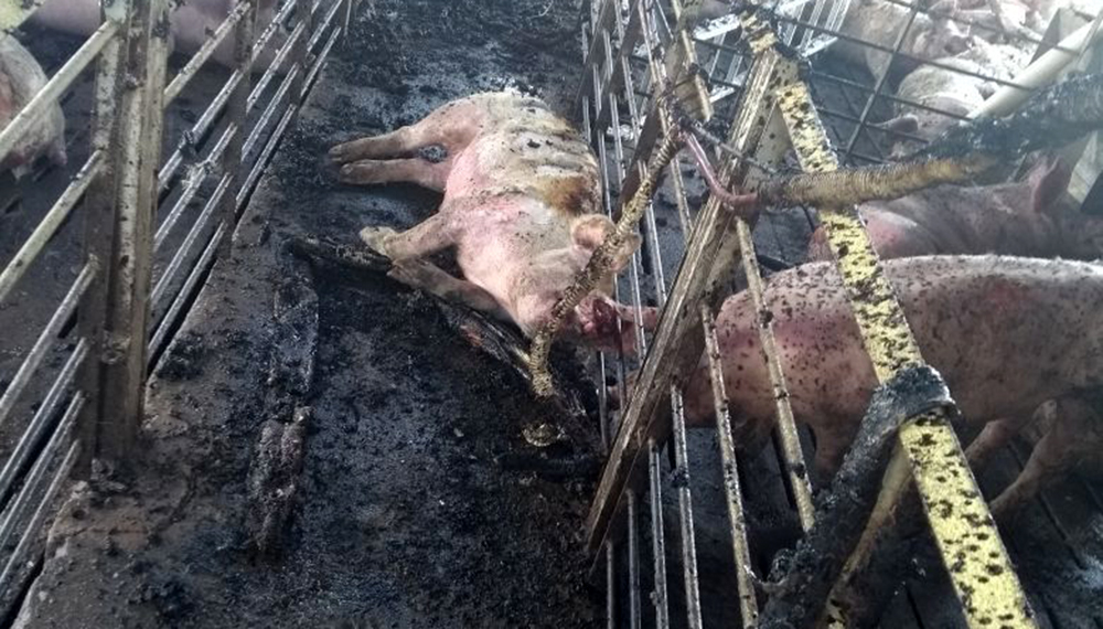 Tragedia en Córdoba: murieron 800 cerdos por un incendio en un criadero 3 CERDO 2
