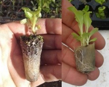 Utilizan lana de oveja como sustrato para la producción hortícola y obtienen resultados excelentes 1 lana sustrato 3