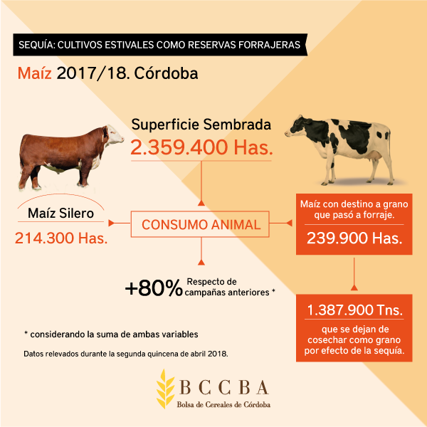 bccba maiz