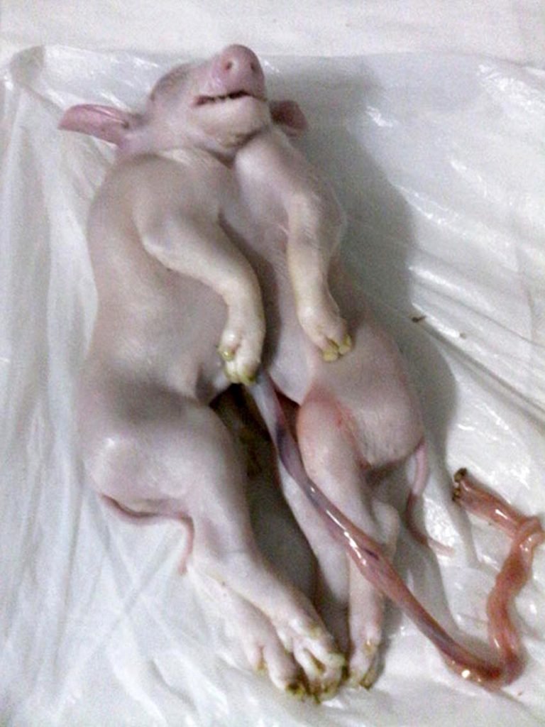 cerdo dos cabezas