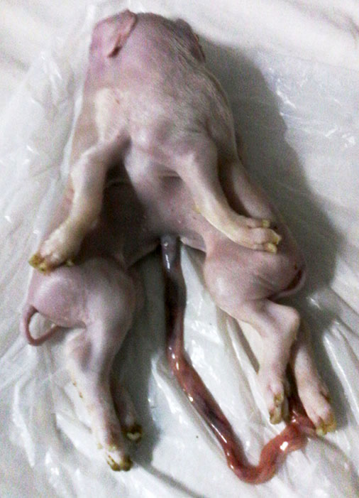 cerdo con dos cabezas 2