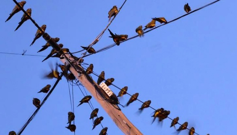 Escandalosa invasión de loros barranqueros en el sudoeste bonaerense 1 loros barranqueros villarino cable