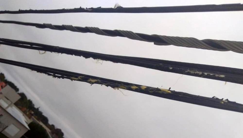 Escandalosa invasión de loros barranqueros en el sudoeste bonaerense 2 loros barranqueros villarino cables