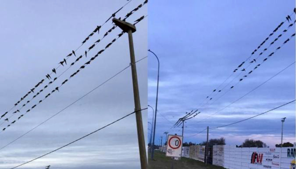 Escandalosa invasión de loros barranqueros en el sudoeste bonaerense 3 loros barranqueros villarino