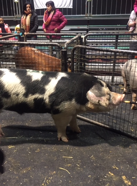 El mejor porcino de la Expo Rural 2018: un macho Spotted Poland 1 IMG 8272